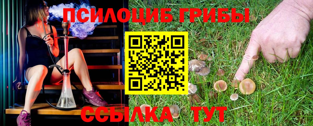 Псилоцибиновые грибы Psilocybe Кувандык